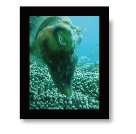 青の洞窟付近の危険生物