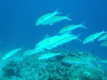 豊富な種類の熱帯魚
