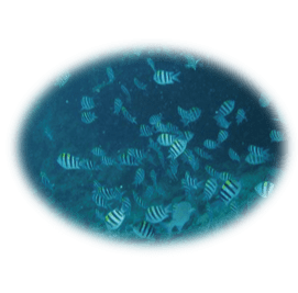 青の洞窟にいる生物生態